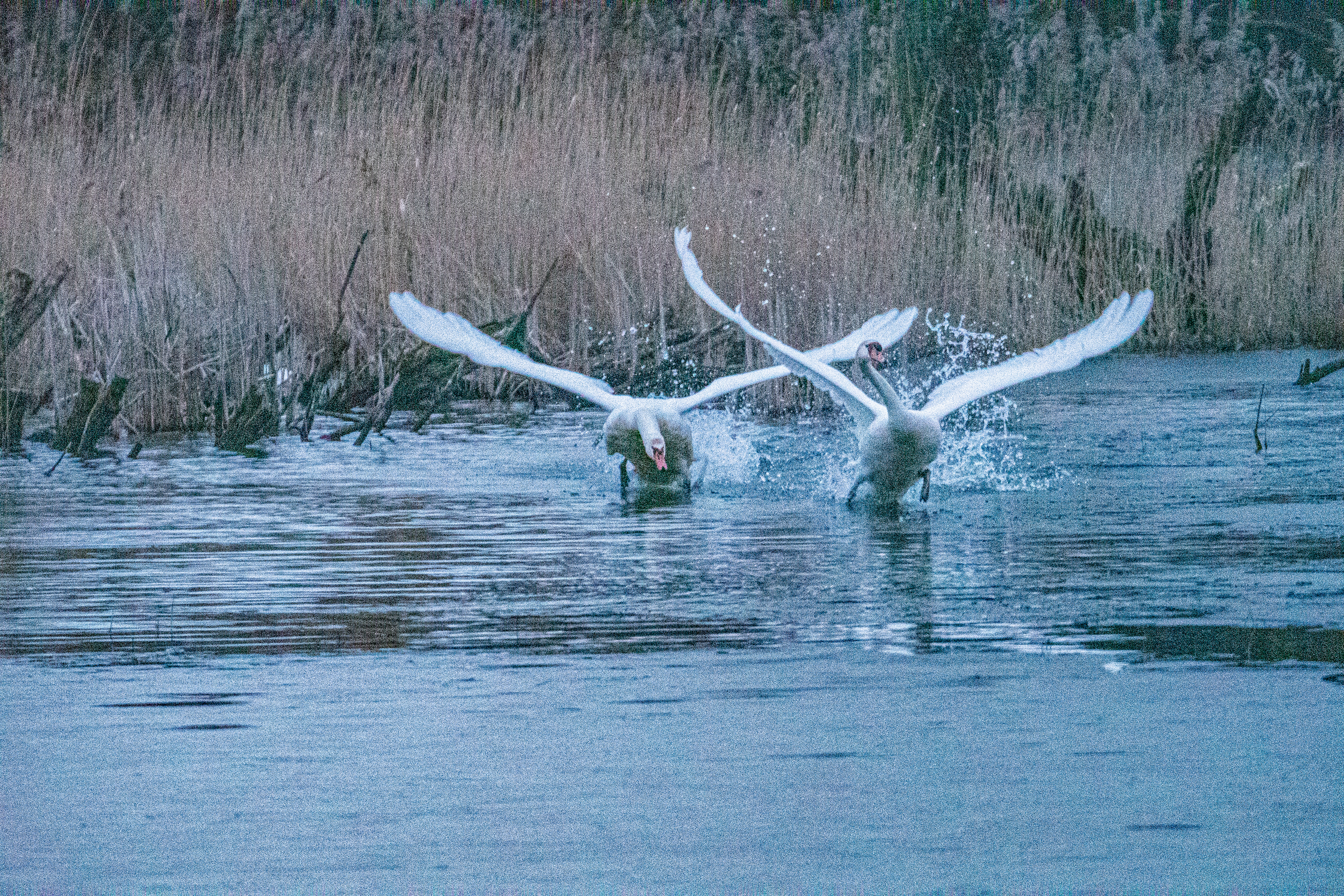  Cygne tuberculé mâle (Mute swan, Cygnus olor) chassant un intrus ayant eu l'impudence de se poser tout prés de lui sur "son" étang. Dépôt 54 de la Réserve Naturelle de Mont-Bernanchon, Hauts de France.